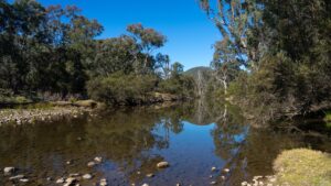 Mole River stream area